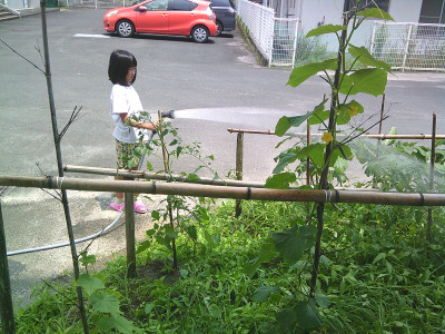 水やり