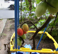 ミニトマト
