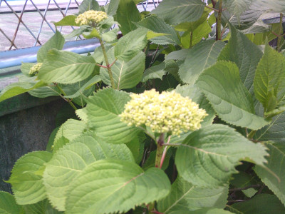 DSCF0008