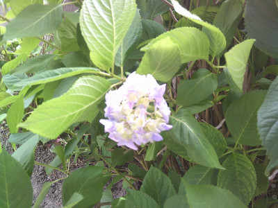 DSCF0009